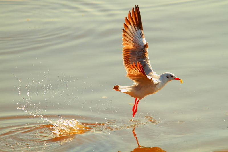 sunlight, Sea, no people, Gull, motion, focus on foreground, one animal, vertebrate, lake, animal, 4K, day, outdoors, Pu, ornithology, bang pu, animal wildlife
