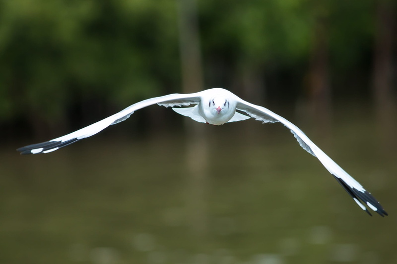 close-up, animal wildlife, no people, animals in the wild, bird, Pu, Gulls, plant, water, Flying, tree, day, animal, vertebrate, mid-air, nature, animal body part