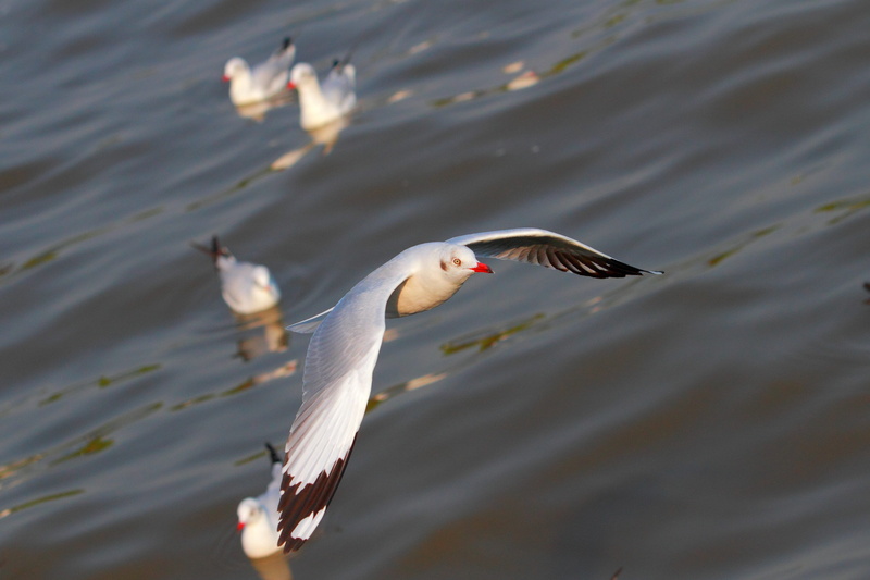 Fauna, seabird, white color, ornithology, animal themes, bird flight, spread wings, one animal, no people, day, motion, Pu, Seagull, rippled, Bird, Sea