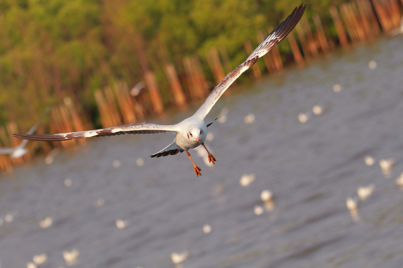 bird flight, no people, animal, outdoors, day, animal wildlife, vertebrate, Fauna, beauty in nature, spread wings, one animal, Gull, Bang, Bird, seabird