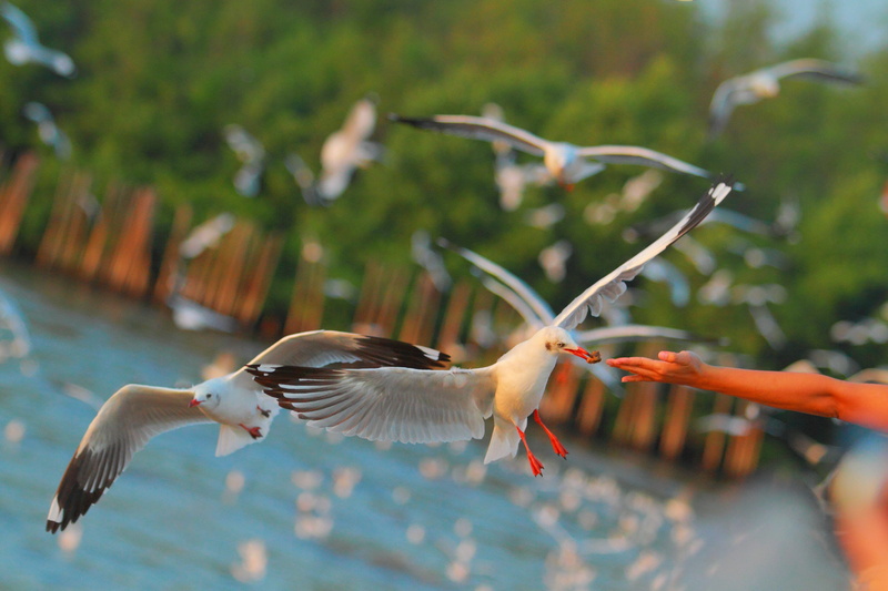 vertebrate, flock of birds, bang pu, flying, Feeding, animals in the wild, focus on foreground, beak, group of animals, human body part, sea, hand, Gull