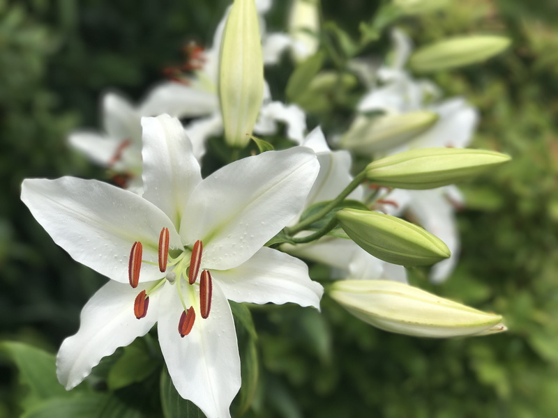 beauty in nature, leaf, valley, closely, white, lillys, white lilly, vulnerability, romantic, spring, lily, garden, fragility, no people, bloom, focus on foreground