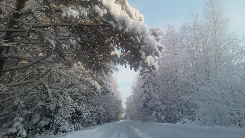 nature and landscapes, nice, forest, 1080P, road, day, snow, trees, nature, daylight, cold, winter