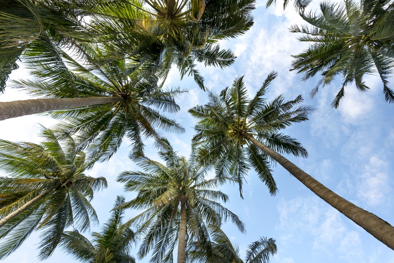 sun, trunk, growth, plant, clouds, nature, tall - high, ball, blue, tree canopy, day, no people, look, relax, tree trunk, tropical, palm leaf, 8K, tropical climate