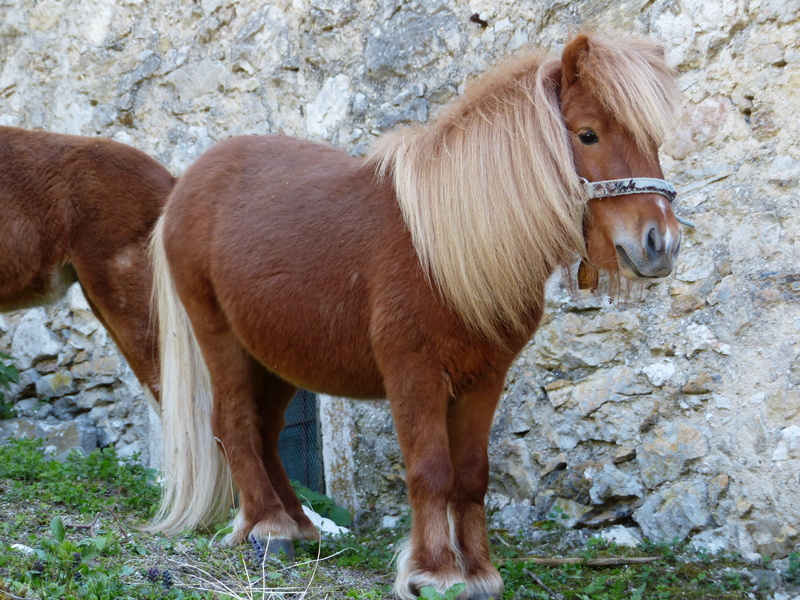 pony, domestic, mane, no people, shetland pony, animal wildlife, pets, one animal, mammal, sweet, standing, fur, brown, horse, wuschelig, stone wall, nice