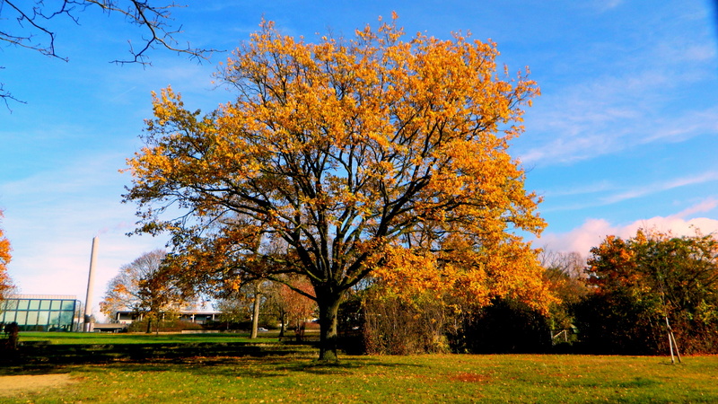 grass, tranquility, autumn, outdoors, change, day, natural condition, land, tree, no people, sky, plant, autumn collection, landscape, tranquil scene, fall
