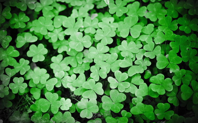 shamrock, growth, lush foliage, freshness, luck, ireland, irish, close-up, backgrounds, nature, day, clover, patrick, leaves, plant, green color, field