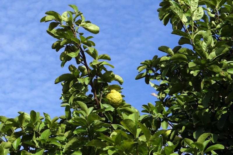 healthy eating, green color, sour, outdoors, beauty in nature, food and drink, vitamin c, blue, leaf, lemon tree, growth, flowering plant, citron, food