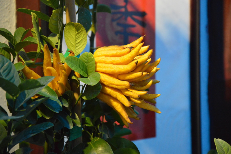 freshness, healthy eating, hanging, snack, golden, beauty in nature, plant, green color, chinese medicine, close-up, garden, leaf, ripe, growth, fruit