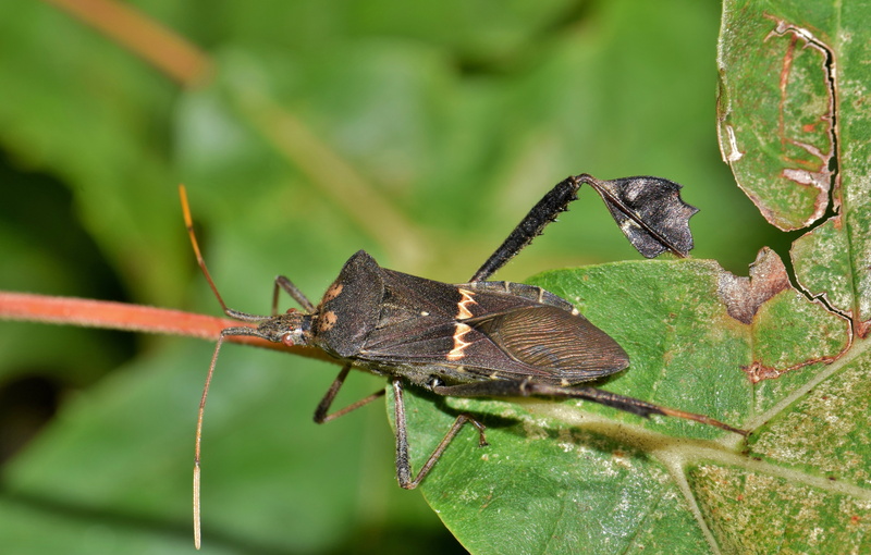 plant part, insect, invertebrate, no people, leptoglossus, plant, coreidae, 5K, bug, close up, creature, animals in the wild, leaves, outdoors, animal