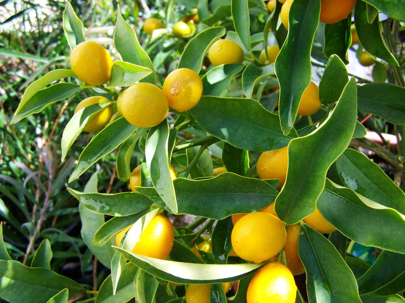 yellow fruit, outdoors, citrus fruit, fruit, orange color, food and drink, growth, plant, plant part, food, tree, orange, fruit tree, nature, citron, trees