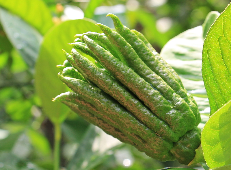 outdoors, nature, focus on foreground, ripe, plant part, wellbeing, green, close-up, healthy eating, citrus fruit, fruit, growth, candied peel, sacrifice