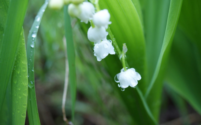 Valley, 1080P, Lily