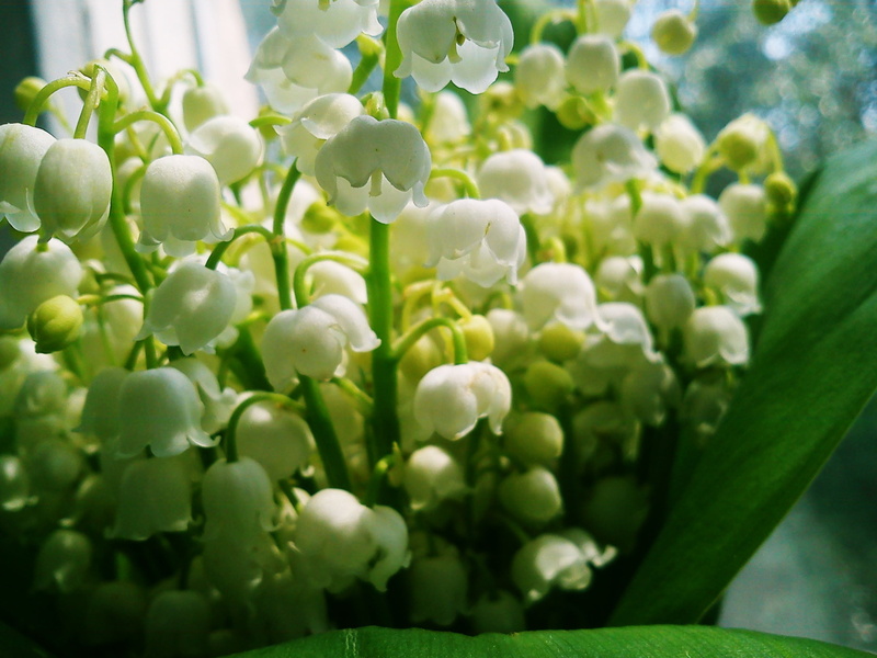 vulnerability, spring, food and drink, summer, flower Head, nature, healthy eating, fragility, mood, beauty In Nature, lily-of-the-valley, petal, freshness
