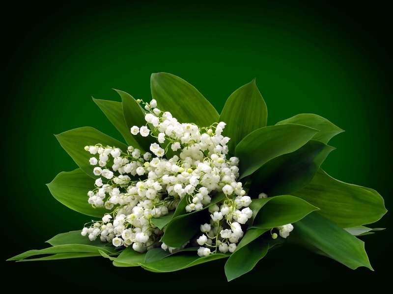 lily of the valley, 4K