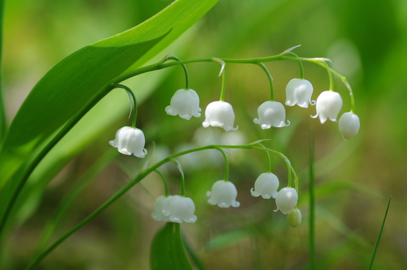 growth, snowdrop, focus on foreground, white color, close-up, flower head, day, vulnerability, green color, flowering plant, flower, selective focus, leaves