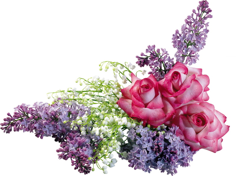 pink, flowers, backgrounds, spring, white, 2K, bunch of flowers, leaf, fragility, flower arrangement, blossom, flower Head, white background, close-up