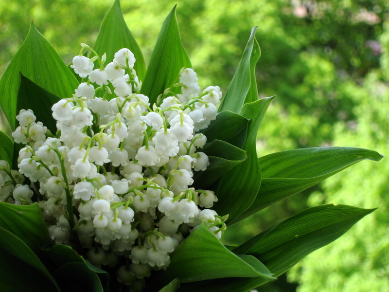 blur, flower Head, white color, petal, lilies of the valley, no People, backgrounds, spring, lily-of-the-valley, springtime, yellow, background, vulnerability