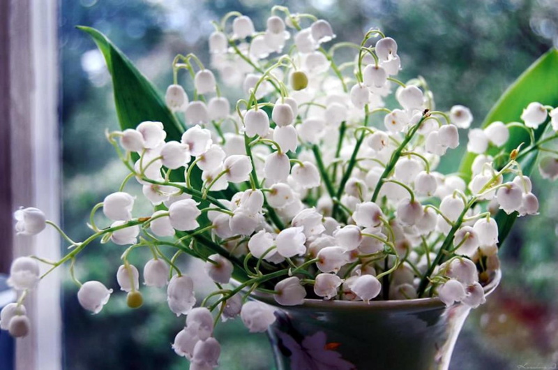 lilys, vase, simple, white flowers, lilys of the valley, window, 1080P, 3d and abstract