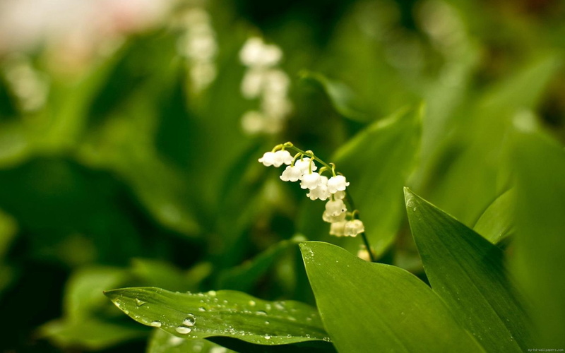 lily, woods, may, flower, white, 1080P, valley, nature
