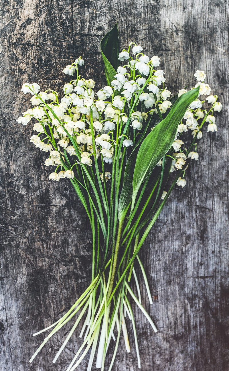 Wood, lily, flowering plant, leaf, Lilies Of The Valley, vulnerability, plant part, flowers, botanic, nature, 2K, no people, lily-of-the-valley, flower