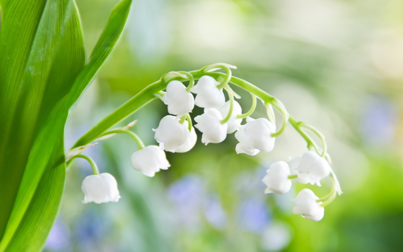 springtime, freshness, flowers, lily, season, summer, plant, flowering plant, botany, color Image, blossom, Lily of the valley, fragility, close-up, tree