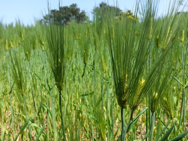 rural scene, green color, field, plant, barley, 2K, chartreuse, cereal plant, growth, beauty in nature, environment, grass, abstract, agriculture, close-up