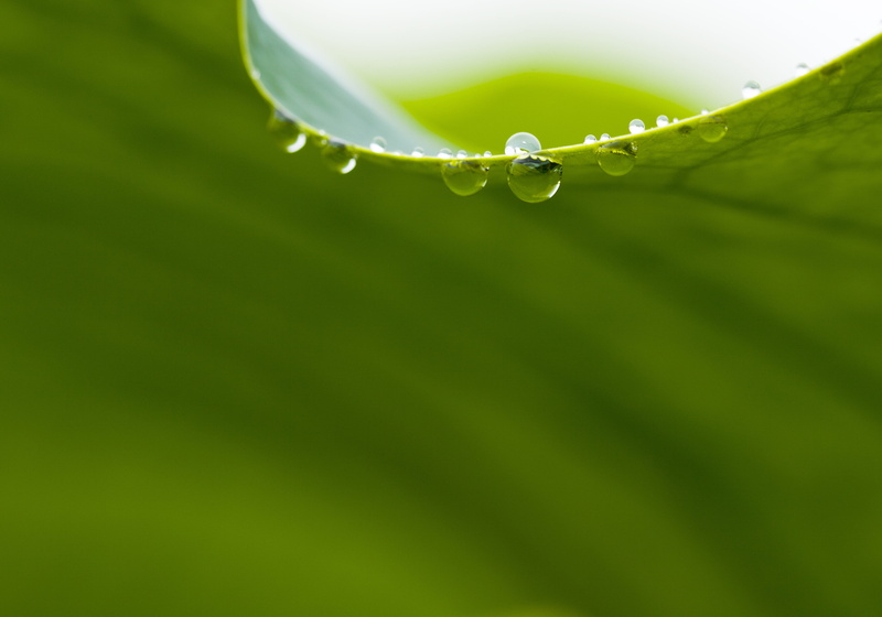 flower, growth, 4K, vulnerability, plant, plant part, green color, purity, raindrop, freshness, outdoors, fragility, no people, lotus leaf, chartreuse