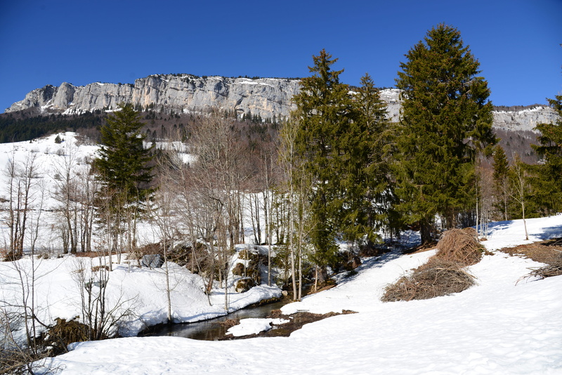 day, abies, fir, land, snow, fir tree, outdoors, spruce, france, landscape, architecture, no people, 5K, scenics - nature, mountain, beauty in nature