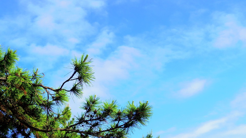 sea, low angle view, beauty in nature, blue, tranquil scene, greenness, pine, outdoors, treetop, landscape, day, green color, plant, growth, republic of korea