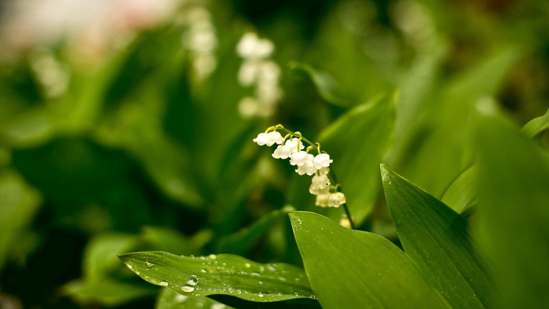 1080P, muguet, drop, day, botany, focus on foreground, flowers, greens, leaf, growth, rarity, green Color, plant part, selective focus, dew, vulnerability