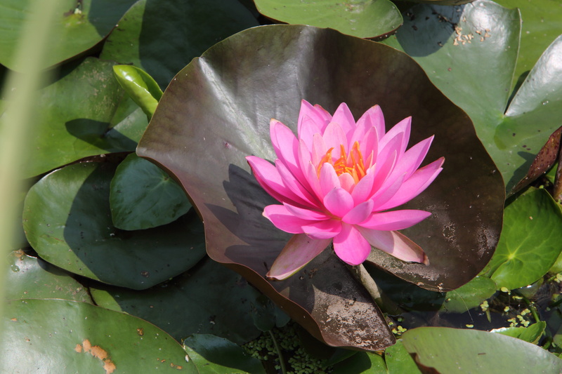 closeup, floating on water, flowers, lake, plants, lotus water lily, greenness, fragility, beauty in nature, vulnerability, freshness, pond plants, plant part