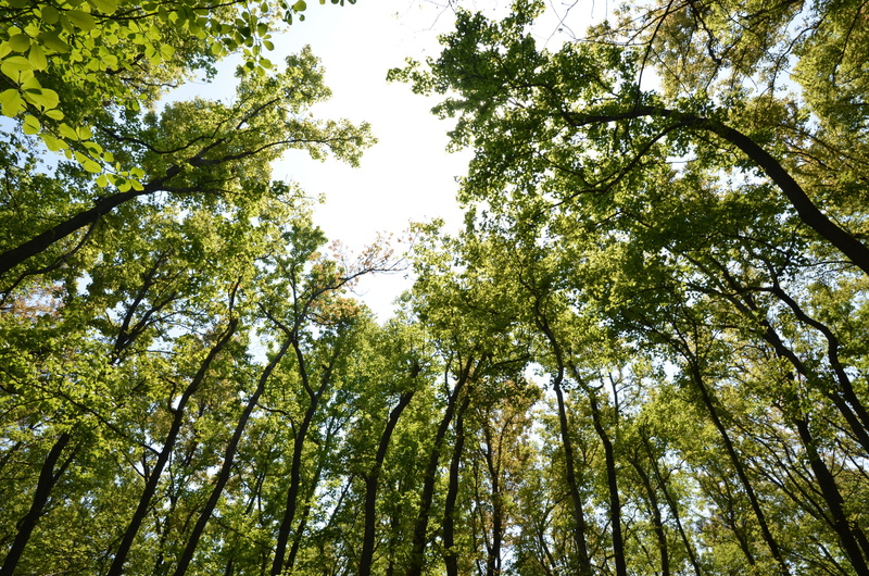 bamboo - plant, gray, Green, low angle view, Oxygen, summer, no People, tree trunk, tranquility, 4K, nature, day, branch, tree, land, tall - high, Spring