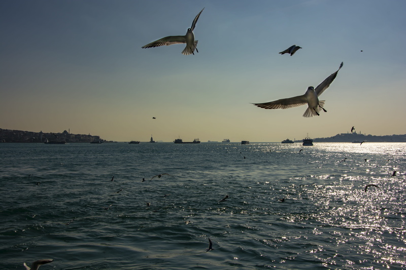 bridge, seagull, sunset, waters, peace, tourism, animal themes, animal, beach, waterfront, bird, group of animals, animals in the wild, ship, marine, spread wings