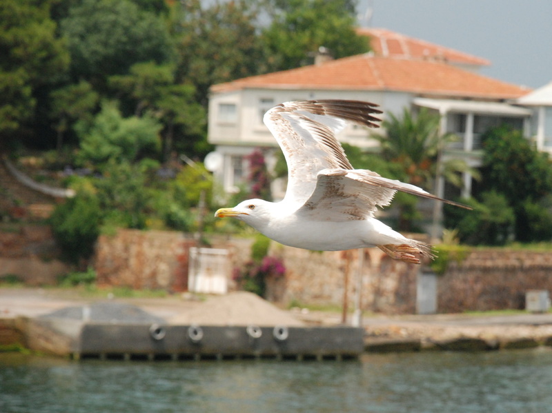 blue, tourism, landscape, tree, Istanbul, Sea, nature, waterfront, water, bridge, coast, Travel, sky, ship, animal wildlife, animal, turkish, day, flying