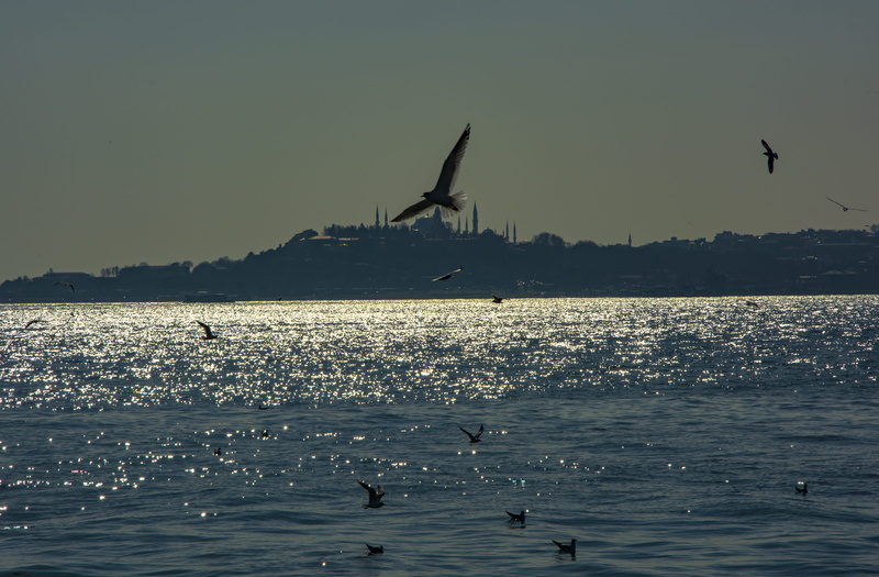 beauty in nature, blue, landscape, marine, turkey, summer, outdoors, sea, travel, city, beach, istanbul, flying, animal, bridge, no people, scenics - nature