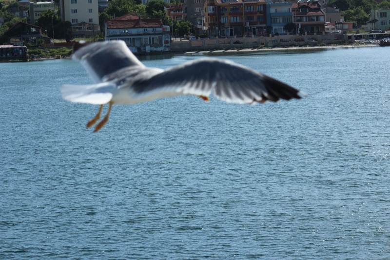 nature, outdoors, seagull, flapping, flying, waterfront, no people, animal wildlife, turkey, day, motion, built structure, 5K, mid-air, sea, spread wings