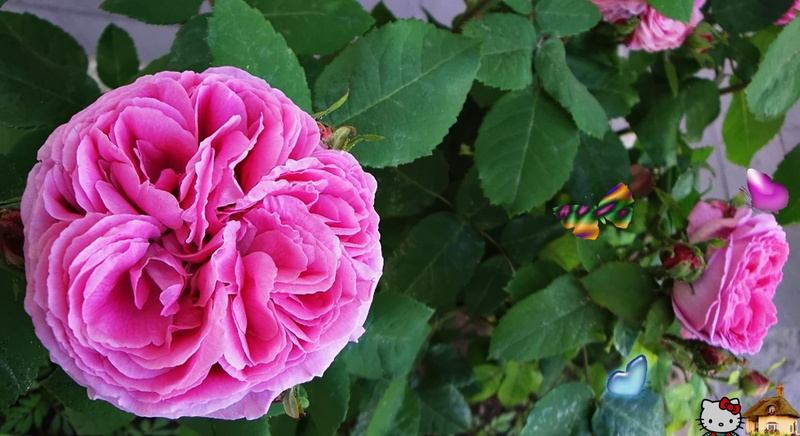 rosa, george-benson, 720P, norman-brown, street, latin-bossa, summer, green, sunday