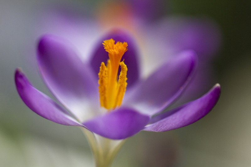 petal, plant, purple, f/2, shallow focus, For the love, photo, pink Color, beauty In Nature, Garden, Outdoors, UK, Peterborough, Manic, flower, nature