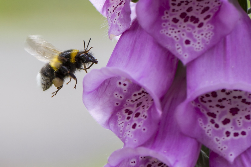 Manic, plant, macro, f/2, beside, Outdoors, Foxglove, insect, bumblebee, Canon 7D, air, 2K, honey, DOF, pollination, nature, UK, Peterborough, Bumble Bee