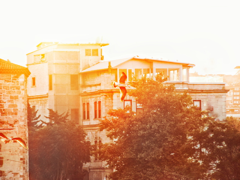 nature, eminönü, outdoors, 4K, building, apartment, tree, architecture, light, yellow, sunbeam, city, istanbul, bird, turkey, sunlight, sky, sunset, sun
