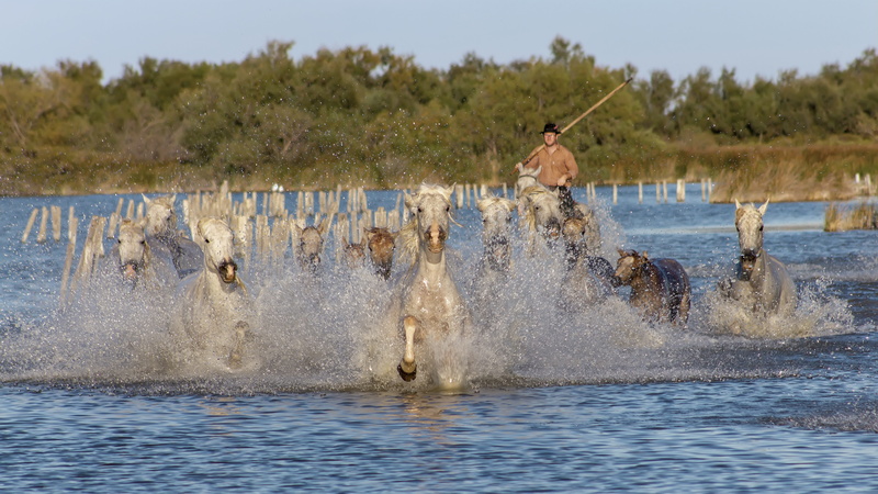 camargue, leisure activity, horses, people, real people, motion, waterfront, day, manadier, recreational pursuit, plant, splash, rear view, beauty in nature