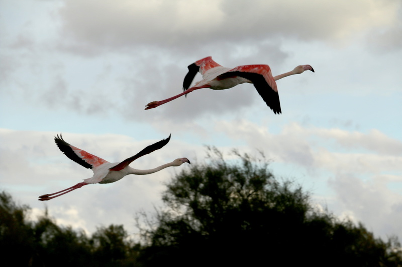 animal wildlife, beauty in nature, outdoors, marsh, flamingos, animals in the wild, birds, mid-air, flying, camargue, plant, ornithology, day, sky, low angle view