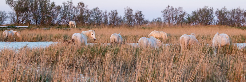 horses, animal, domestic, mammal, vertebrate, livestock, 5K, grass, reed, nature, saintes-maries-de-la-mer, animal wildlife, animal themes, pets, landscape