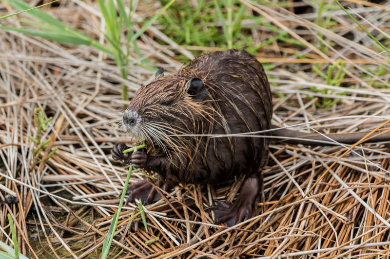 no people, animal, high angle view, close-up, beaver tail, coypu, nutria, eat, day, wild animal, saintes maries de la mer, 5K, vertebrate, focus on foreground