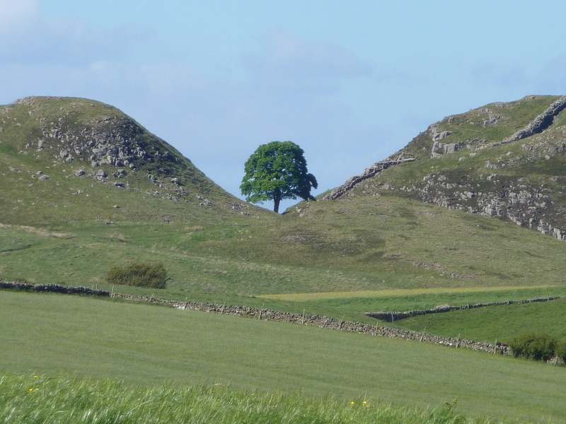 field, sycamore gap, outdoors, northumberland, day, non-urban scene, north east tourism, green color, hadrians wall, environment, scenics - nature, sky