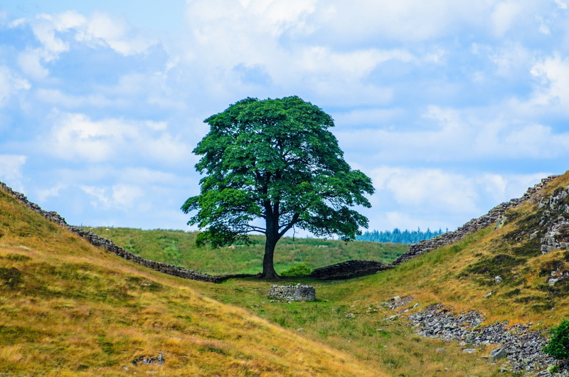 1080P, seasons, plant, cloud - sky, non-urban scene, day, summer, hadrian s wall, tranquil scene, outdoors, scenics - nature, sky, nature, leaf, tree