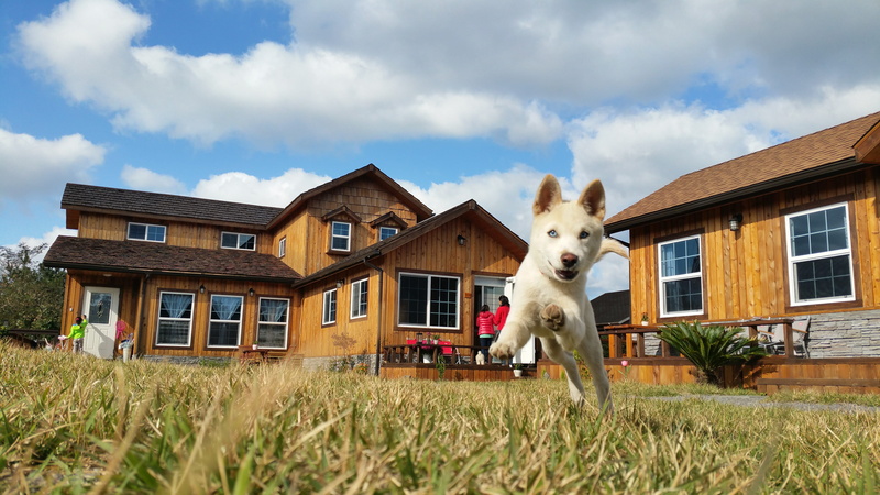 domestic, cloud - sky, Dog Breed, korean jindo dog, jindo, nature, canine, architecture, built structure, domestic animals, korean, blue eyes, Korean Jindo