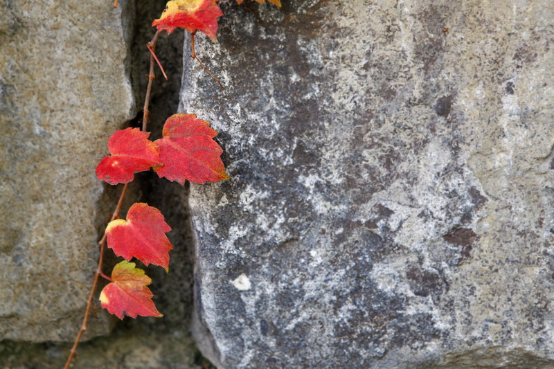 growth, vine, nature, wall - building feature, no people, close-up, trunk, fall, 자연, 빨강, 덩굴, focus on foreground, beauty in nature, namsangol hanok village
