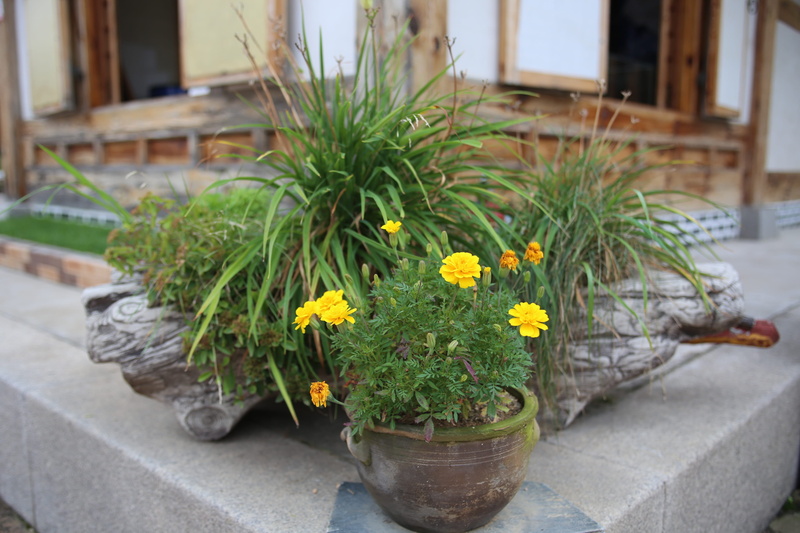 flower head, focus on foreground, day, freshness, yellow, republic of korea, flower pot, fragility, vulnerability, flowers, architecture, building exterior